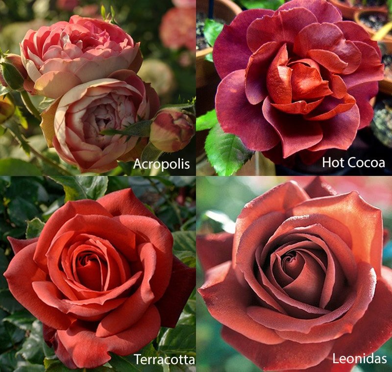 Сорта коричневых роз: Terracotta, Astropolis, Hot Cocoa, Leonidas