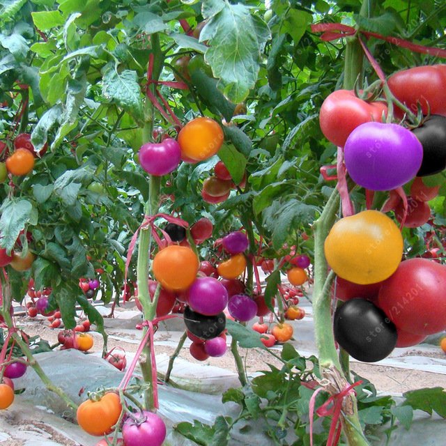 Редкие разноцветные томаты Кacasesi (100 шт./пак.)