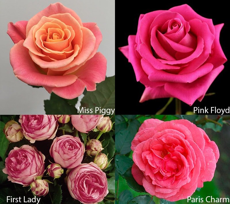 Розовые розы, сорта Первая леди, Мисс Пигги, Пинк Флойд, Парижское очарование