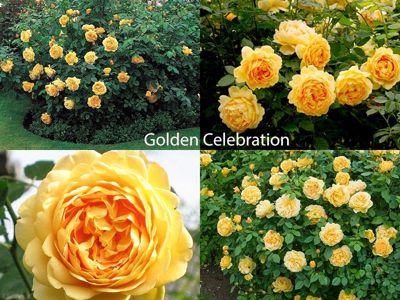 Сорт роз Golden Celebration