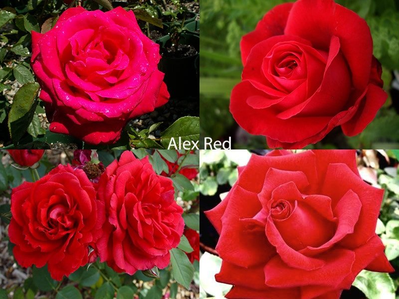 Сорт роз Alex Red