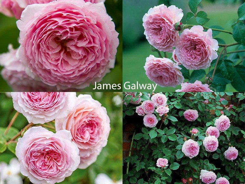 Розы Остина, сорт James Galway