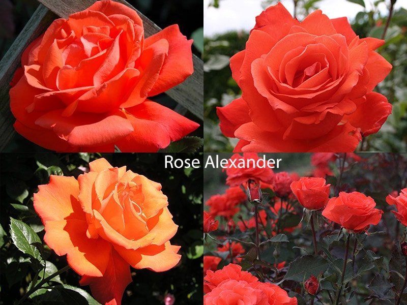 Сорт чайных роз Rose Alexander