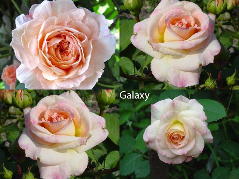 Роза Galaxy