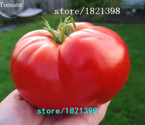 Семена крупных томатов HaiShun (50 шт./пак.)