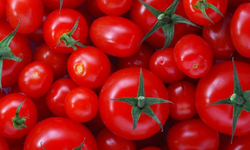 Как и когда сажать помидоры на рассаду в 2018