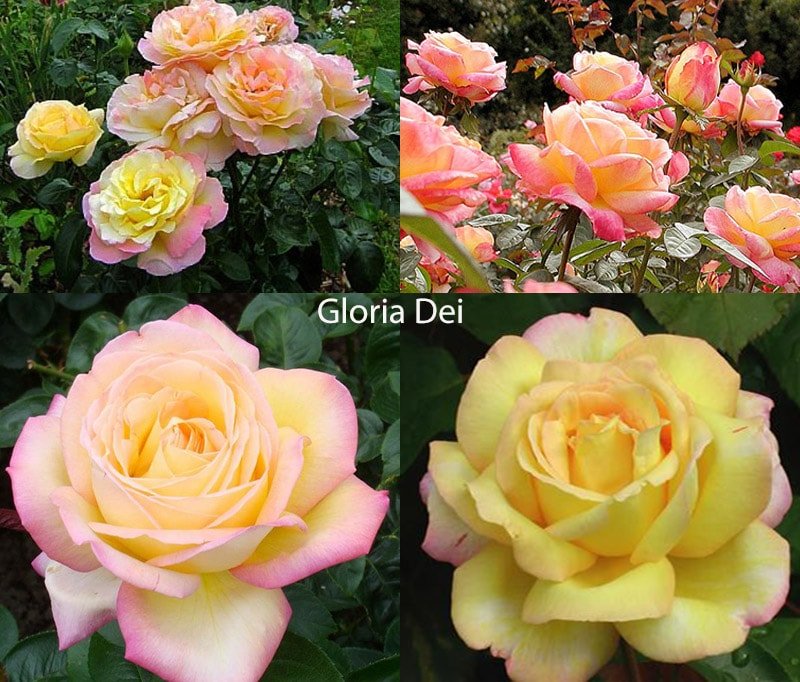 Розы сорта Gloria Dei