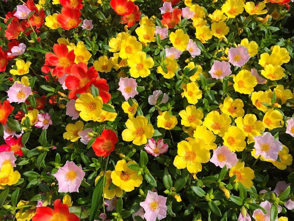 ТОП-5 однолетних цветов для дачи.   Портулак фото 1