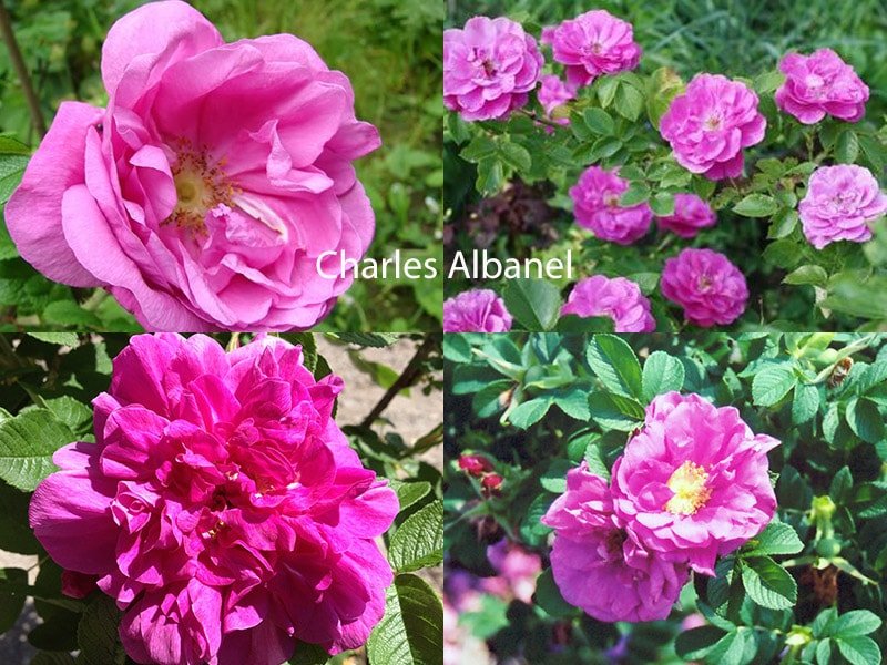 Канадский сорт роз Charles Albanel
