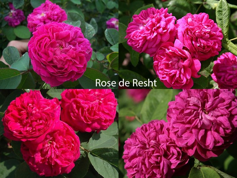 Сорт парковых роз Rose de Resht