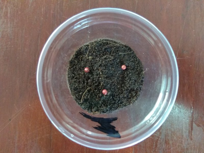 Семена для проращивания в пластиковом стаканчике