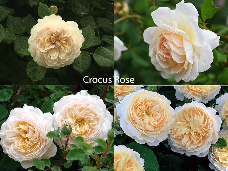 Crocus Rose - сорт роз Остина