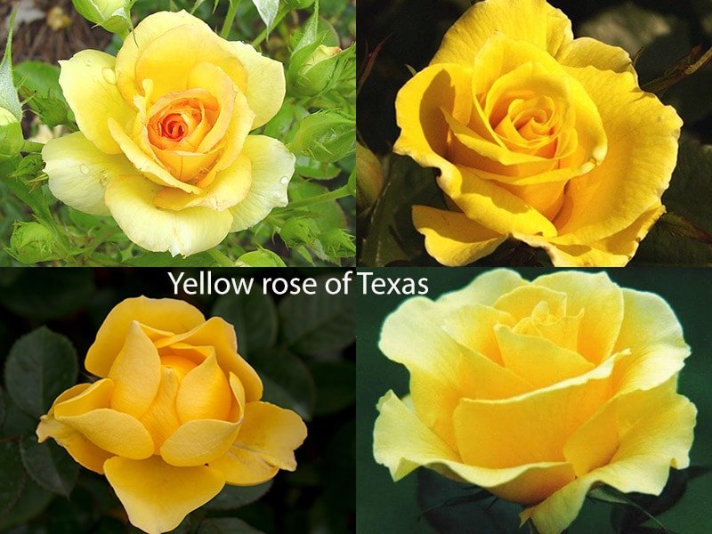 Сорт роз Yellow rose of Texas