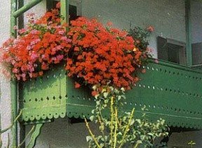 Цветы на балконе. Оформление балконов цветами